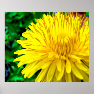 Poster Soleil du bon matin