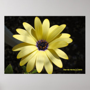 Poster Soleil sur une marguerite jaune