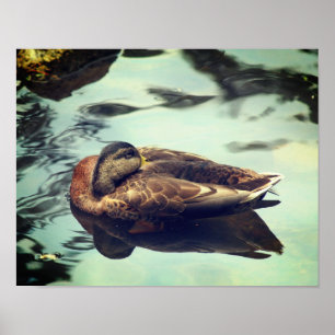 Poster Sommeil Brown Mallard Canard Nature
