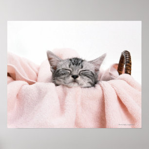Poster Sommeil de Shorthair d'Américain