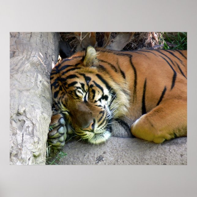 Poster Sommeil de tigre (Devant)