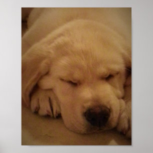 Poster Sommeil jaune de chiot de laboratoire