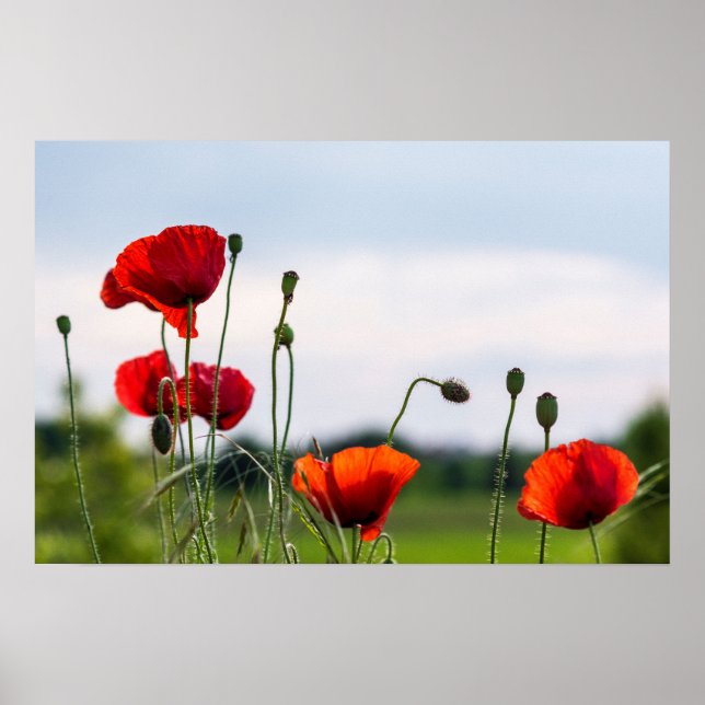 Poster - Sonnenbeschienene Wilde Mohnblumen (Vorne)