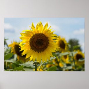 Poster - Sonnenblume auf dem Feld