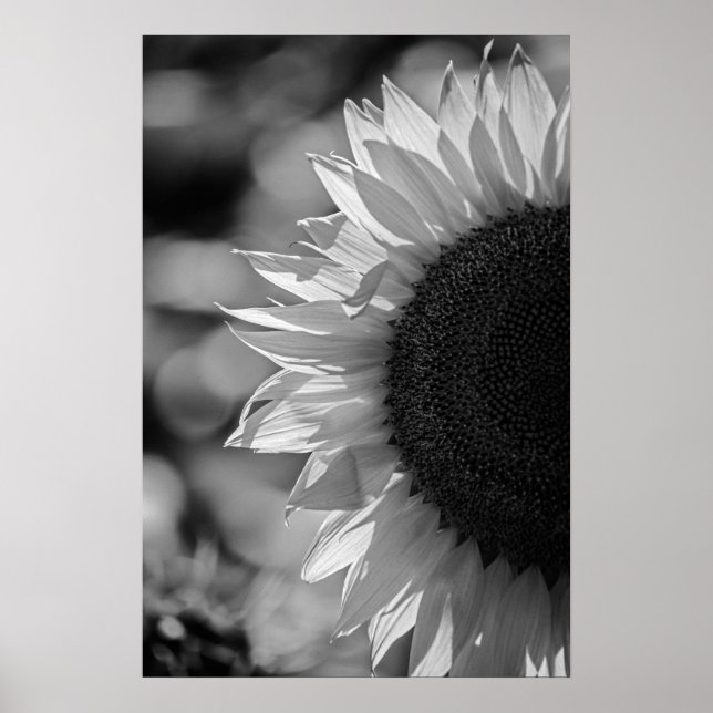Poster Sonnenblume auf dem Feld BW (Vorne)