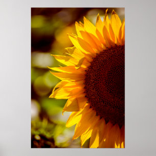 Poster Sonnenblume auf dem Feld Fotografie