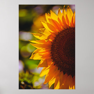 Poster Sonnenblume auf dem Feld Fotografie