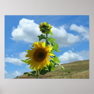 Poster - Sonnenblume auf dem Hügel (Horizont)