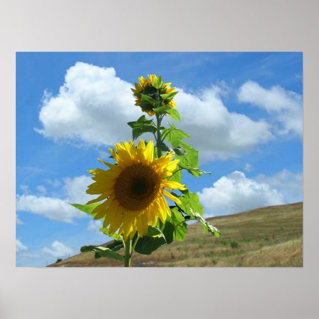 Poster - Sonnenblume auf dem Hügel (Horizont) (Vorne)