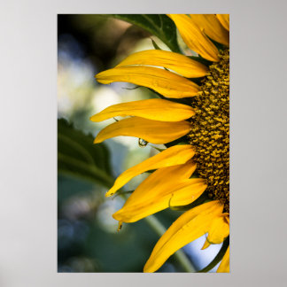 Poster Sonnenblume Regen Mit Tropfen Fotografie
