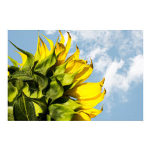 Poster - Sonnenblume und Himmel