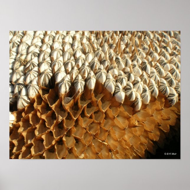 Poster - Sonnenblumenkerne (Vorne)