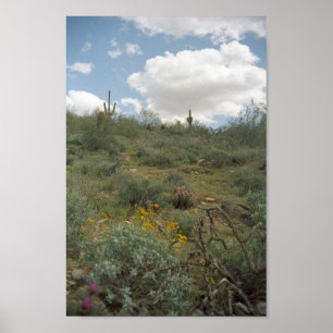 Poster Sonoran Desert Spring Symphonie Art Imprimer Affic