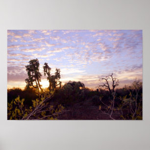 Poster Sonoran Sunset