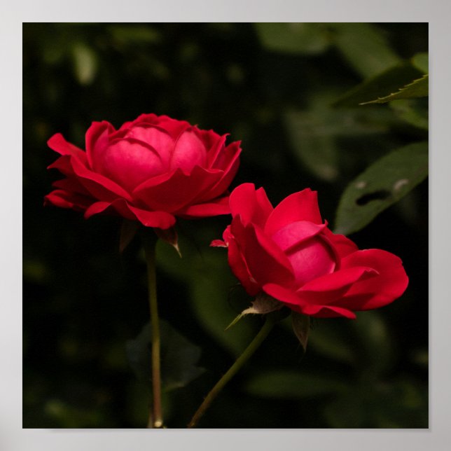 Poster Soothing Reds (Devant)