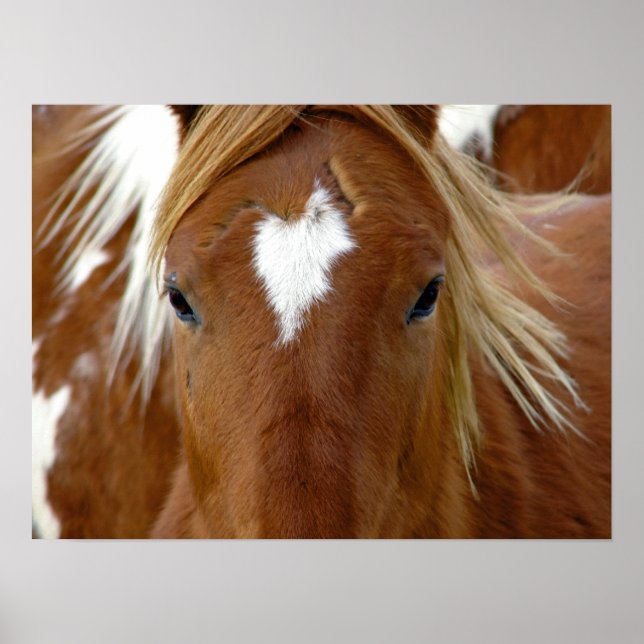 Poster Sorrel Horse (Devant)