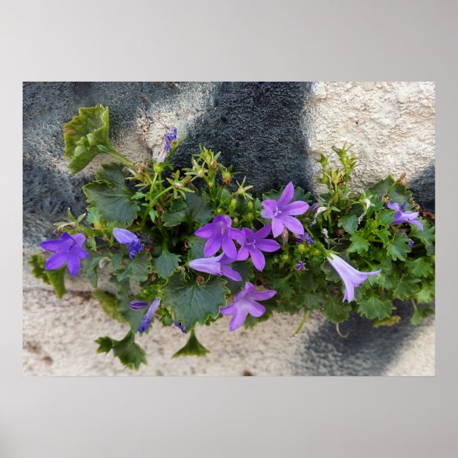 Poster sortie de la fleur murale (Devant)