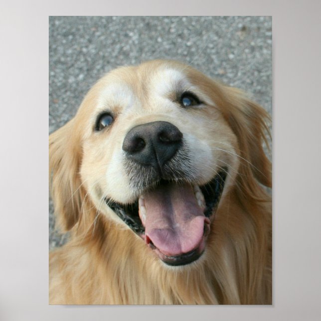 Poster souriant Golden Retriever (Devant)