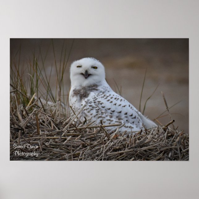 Poster souriant Snowy Owl (Devant)