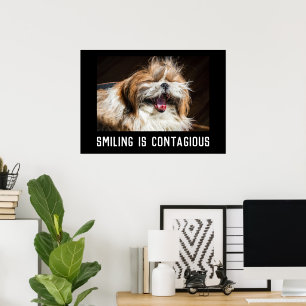 Poster Sourire de rire de shih tzu personnaliser la photo