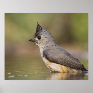 Poster Souris à crête noire, Baeolophus