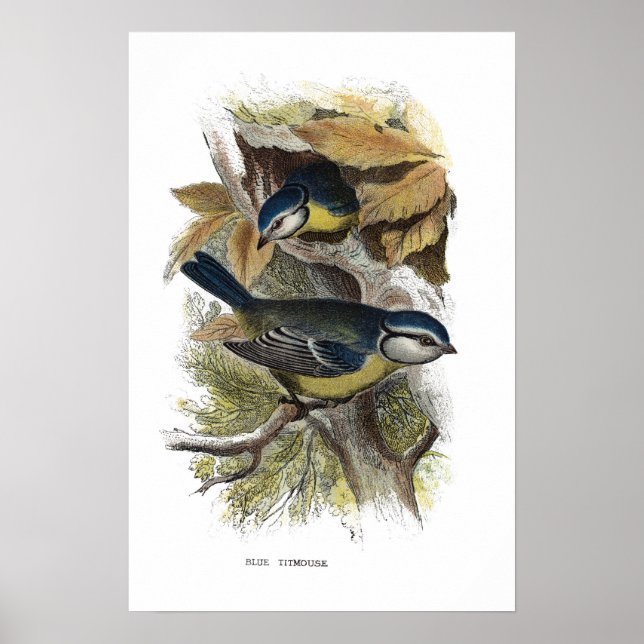 Poster Souris bleu, (Devant)