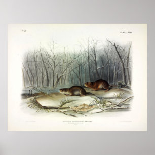 Poster Souris de prairie de Richardson, trou d'eau par Au