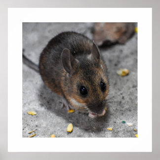 Poster Souris en bois