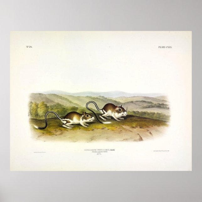 Poster Souris Jerboa poché (Kangaroo Rat) par Audubon (Devant)