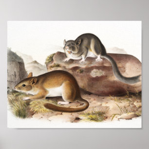 Poster Souris Neotoma des Rocheuses (Neotoma Drummondii)