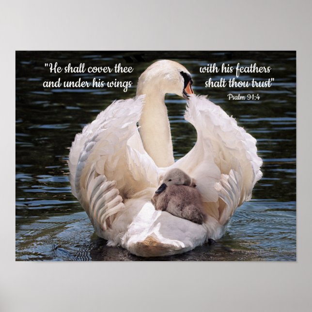 Poster Sous ses ailes cygnet portant (Devant)