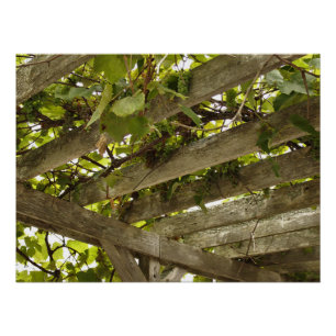 Poster Sous une canopée de raisins