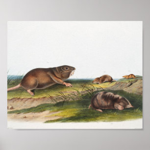 Poster Southern Pouched Rat, Shrew Mole Illustration