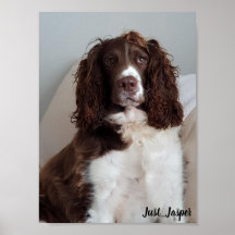 Poster spaniel Springer