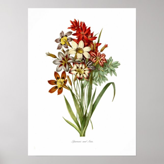 Poster Sparaxis et Ixia spp. (Devant)