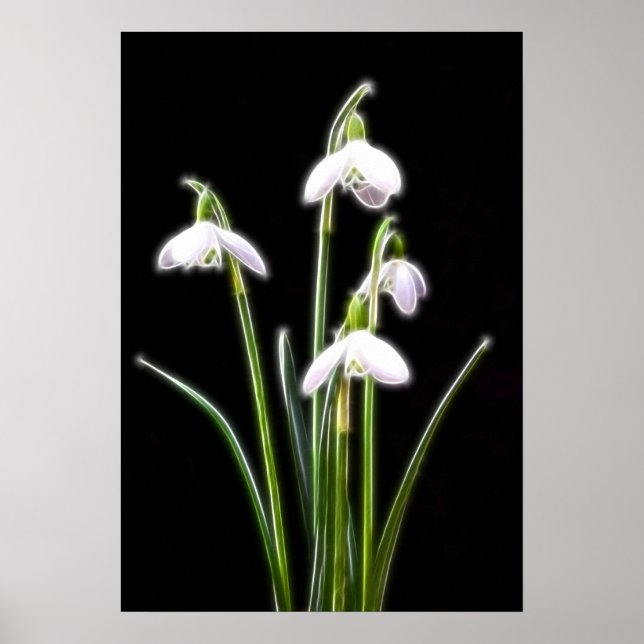 Poster Sparkling Snowdrops (Devant)