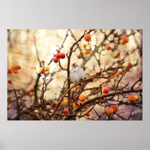 Poster Sparrow in a Crab Apple Tree
