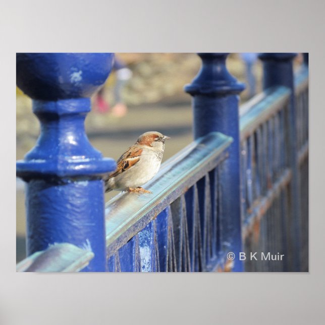Poster - Sparrow on Fence (Devant)