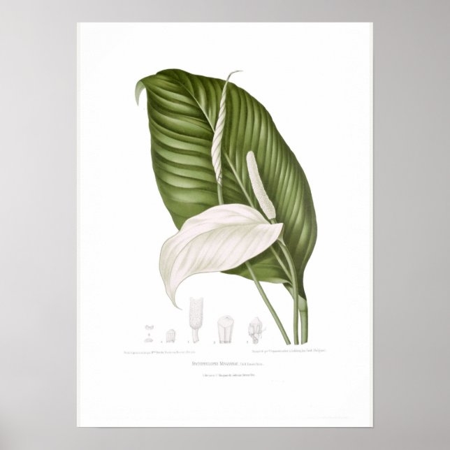 Poster Spathiphyllopsis minahassae (Devant)
