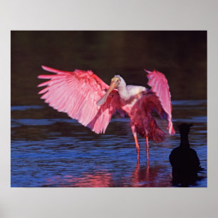 Poster Spatule rosée (Ajaia ajaja) avec Cormoran