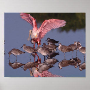 Poster Spatule rosée avec des willet dans des eaux peu pr