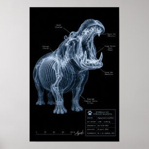 Poster Spécimen de zoo Hippopotame aux rayons X