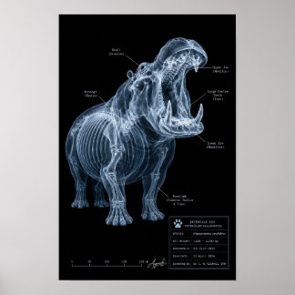 Poster Spécimen de zoo Hippopotame aux rayons X