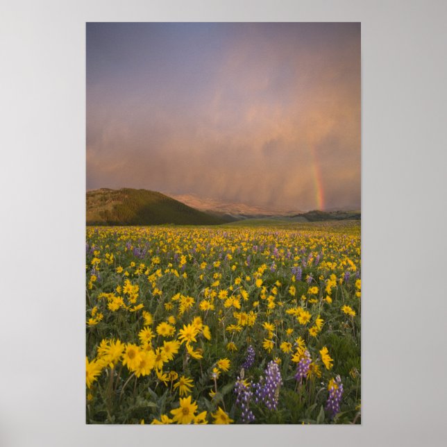 Poster Spectaculaire prairie fleur sauvage au lever du so (Devant)