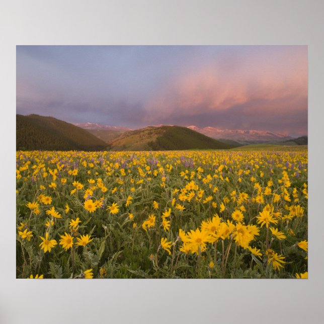 Poster Spectaculaire prairie fleur sauvage au lever du so (Devant)