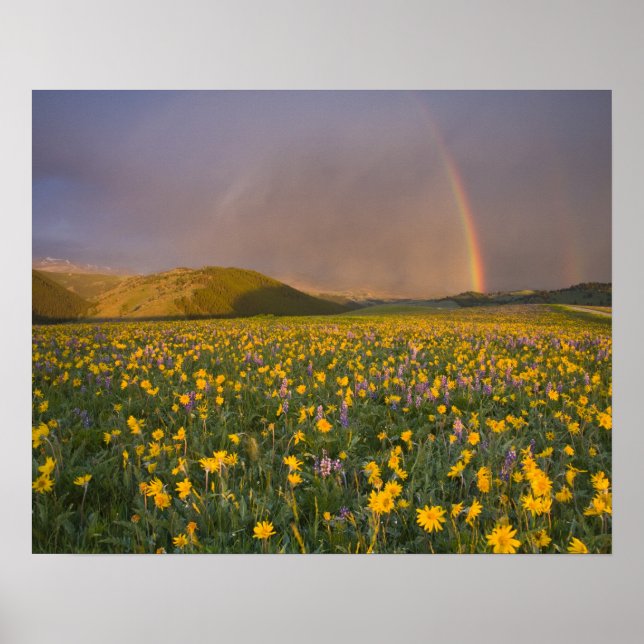 Poster Spectaculaire prairie fleur sauvage au lever du so (Devant)