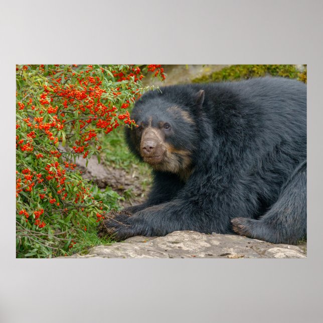 Poster Spectaculaire salon d'ours par Red Berries (Devant)