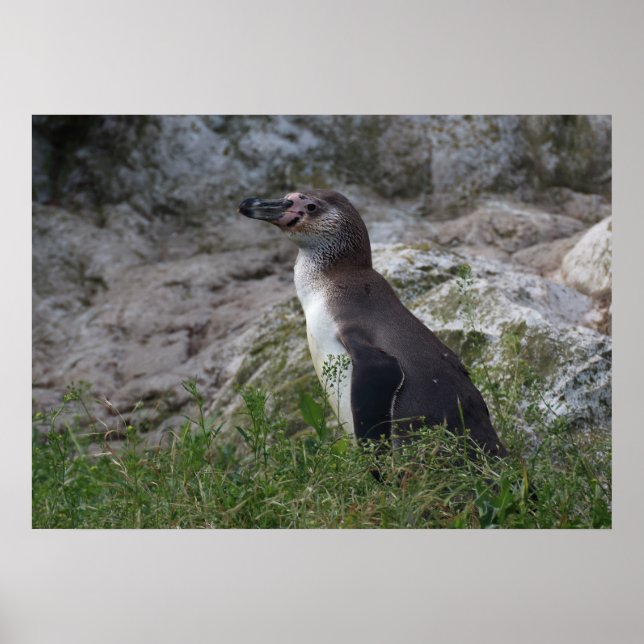 Poster Spheniscus humboldti (Devant)