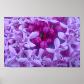 Poster Sphère de pourpre