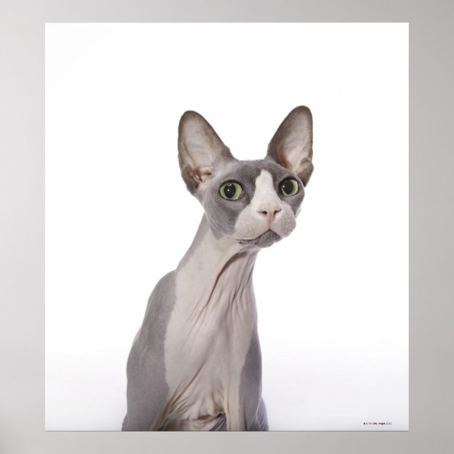 Poster Sphynx Cat with surprised expression (Devant)